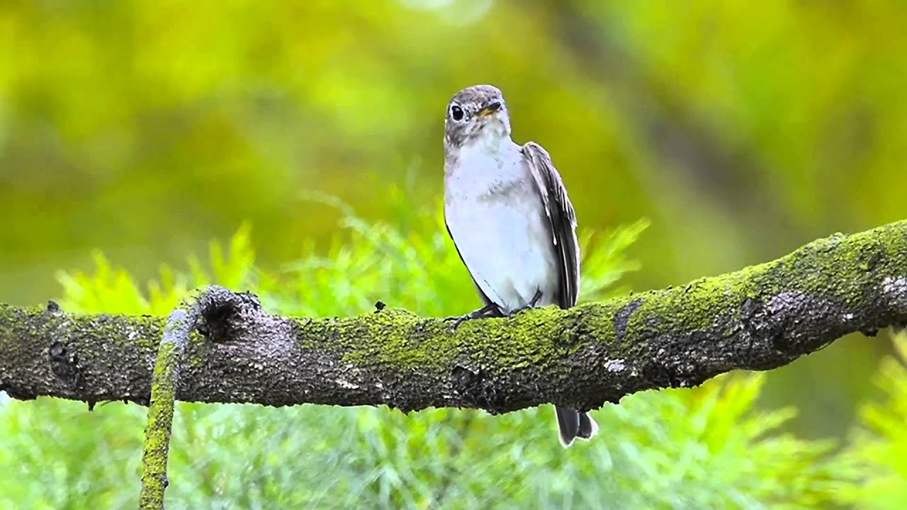 Asian Brown Flycatcher 
