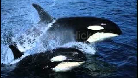 Texboy Cordova Picture upload