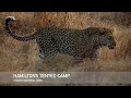 Hamiltons Tented Safari Camp