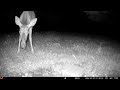 Archive Files of Trail Camera 2 Compilation 20260531 E