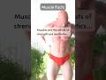 Muscles the artists of strength and aesthetics  muscleart bodysculpting strengthgoals