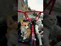 Самая крутая поездка в твоей жизни! #shorts #pets #car #dog #cat #hedgehog #raccoon