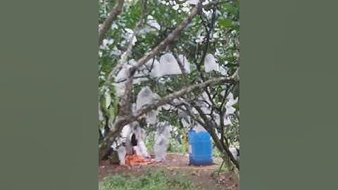 Túi bọc bưởi chống ruồi vàng đốt