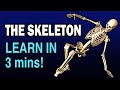 Human Skeleton Quiz