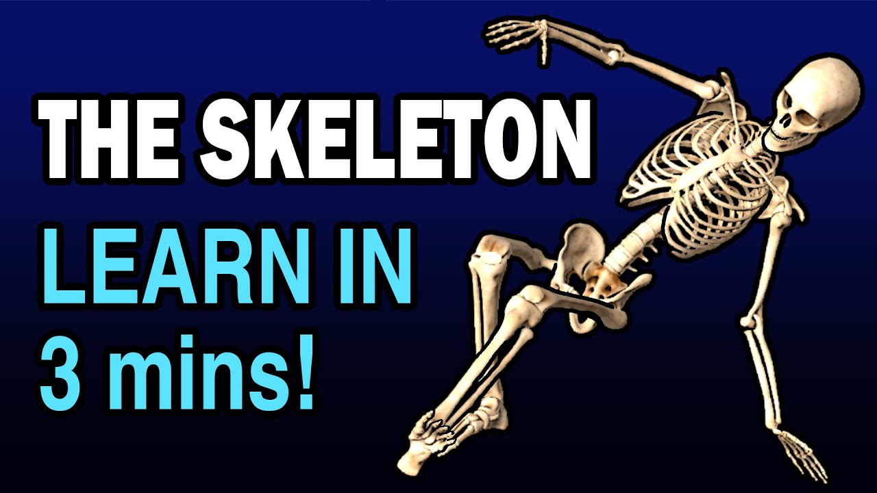 LEARN SKELETON BONES IN 3 MINUTES!!! - YouTube