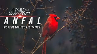 | Surah Anfal | Best Recitation of Quran Kareem