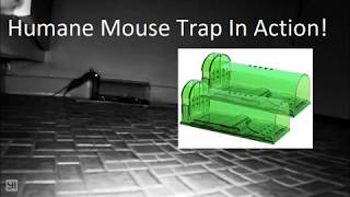 Humane Mouse Trap In Action - Full Review and Personal Experience by Flame Ming 2,778 views 5 years ago 3 minutes, 17 seconds