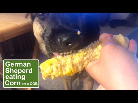 ep107-german-shepherd-eating-corn-on-the-cob!-happy-sunday!