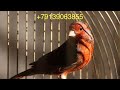 Канарейки.Черный красный серокрылый Интенсив/Шиммель.Black Red Brownish-Gray Winged Intense/Schimmel