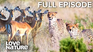 Cheetah Coalitions Outsmart Their Prey | Wild24 204