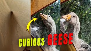Curious Geese Standing by a Tent in a Backyard
