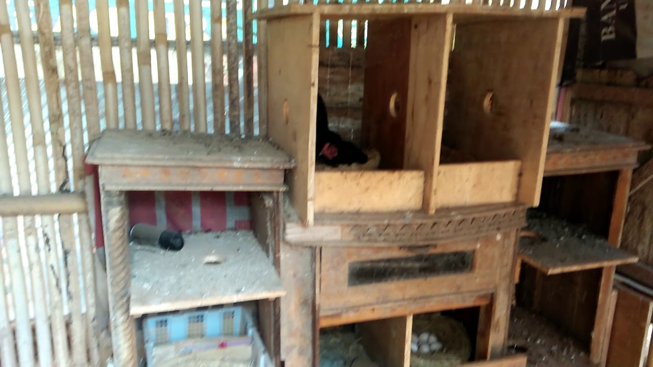 Pembuatan kandang ayam kampung petelor 