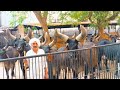 Kankrej cow  jayrambhai  thaltej kankrej cow