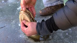 How alligators survive in frozen water