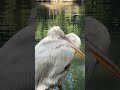 Пеликан чешет себе там всякое 😎🙃😂Нижний Парк Дендрарий Сочи