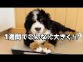 【検証】バーニーズの子犬は1週間でどこまで大きくなる?