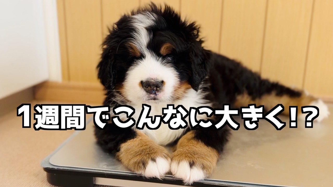 【検証】バーニーズの子犬は1週間でどこまで大きくなる?