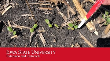 Evaluating Frost-Damage on Soybean