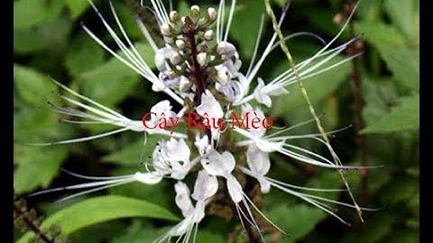 Cây Râu Ngô - Cây râu mèo hỗ trợ điều trị sỏi thận hiệu quả