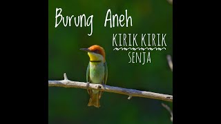 Kirik kirik Senja ~ Chesnut-headed Bee Eater ~ Birds of Bali ~ burung hutan