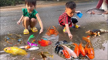 Tổng hợp video cá cảnh đẹp, Chip Pi bắt con cua , vịt , cá koi , cá lau kiếng, cá trắm , cá trôi ,ốc