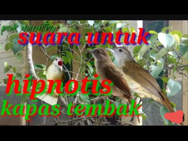 pancingan suara pikat burung kapas tembak ANTI ZONK dijamin AMPUH...!!!   mp3 class=