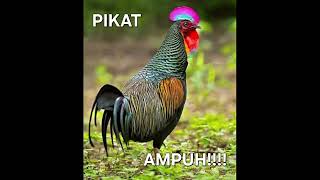 Download Lagu SUARA PIKAT AYAM HUTAN HIJAU PALING AMPUH \ MP3