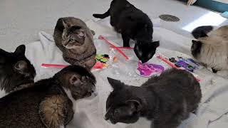 CCHS cats make art with catnip by Copper Country Humane Society 124 views 1 month ago 39 seconds