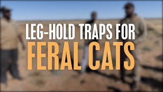 Leg-hold traps for feral cats