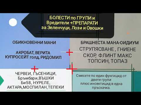 Видео: Избор на лозя за вертикална декорация на градината