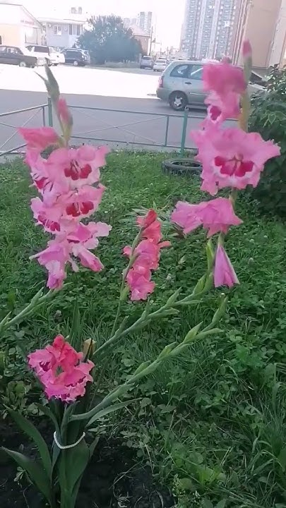 Гладиолус обыкновенный, мкр. Шилово, г. Воронеж, 07.08.2023 года - YouTube