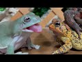 Peek-a-boo！frog&toad&toad（japanese toad）