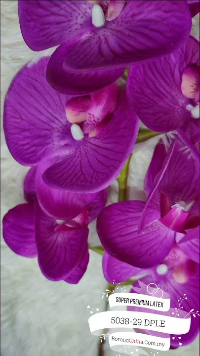 Super Premium Orkid (SPL) Purple Series Code 5038 29 DPLE