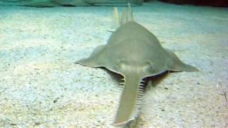South Florida Fisherman Reels In and Releases An Endangered 500-Pound Sawfish