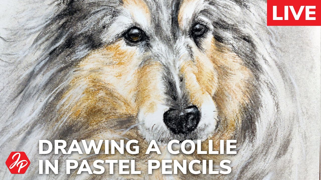 How to draw a Collie dog in pastel pencils YouTube