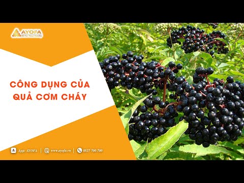 Video: 3 cách trị cảm lạnh bằng quả cơm cháy