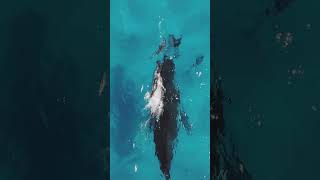 A whale mother introduces her calf to dolphins & Relaxing music #shorts #animals #whale