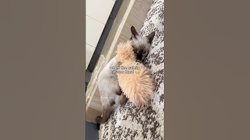 when the catnip hits too hard 😳 catnip high | tofu the siamese cat #catnip #funnycats #cattoys