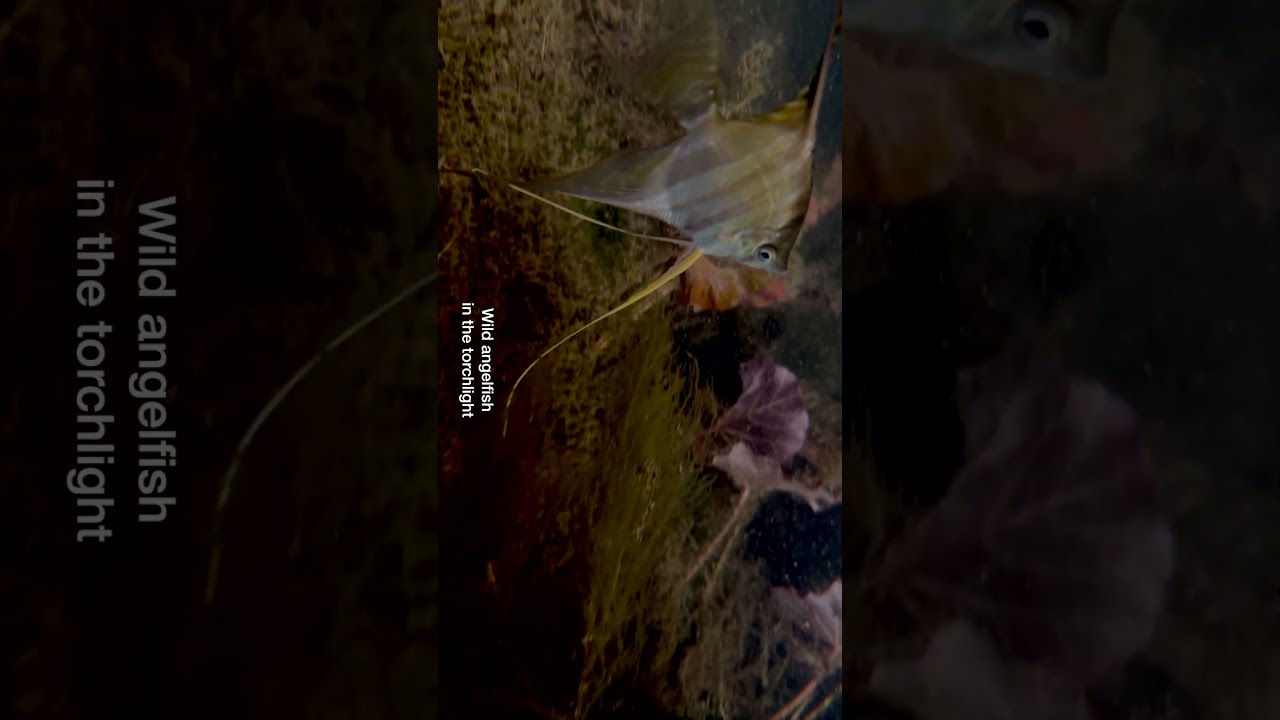An Amazon Creek After Dark 🌙 | Wild Angelfish