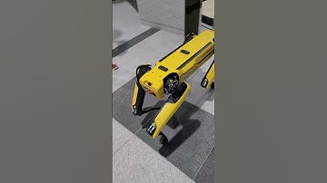 4족보행 로봇 댕댕이 엄마