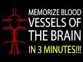 Understanding Blood Vessels Supplying the Brain