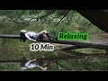 اهنگ مدیتیشن آرامش و صدای جنگل Meditation Song The Calm And Sound Of The Forest اهنگ مدیتیشن آرامش و صدای جنگل Meditation Song The Calm And Sound Of The Forest