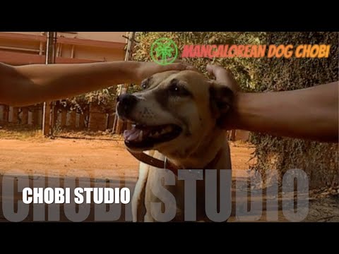 犬動画 の新着タグ記事一覧 Note つくる つながる とどける