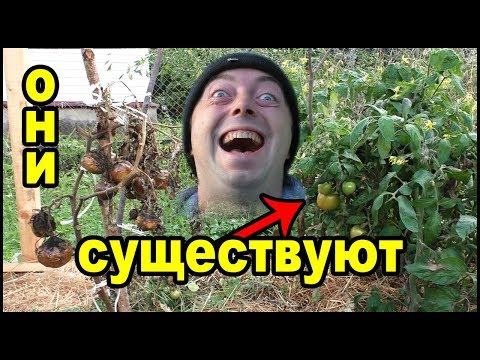 УСТОЙЧИВЫЕ К ФИТОФТОРОЗУ сорта томатов СУЩЕСТВУЮТ!