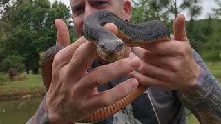 Yellow Belly Water Snake Identification Tips by Tanner Flowers 126 views 3 weeks ago 2 minutes, 59 seconds