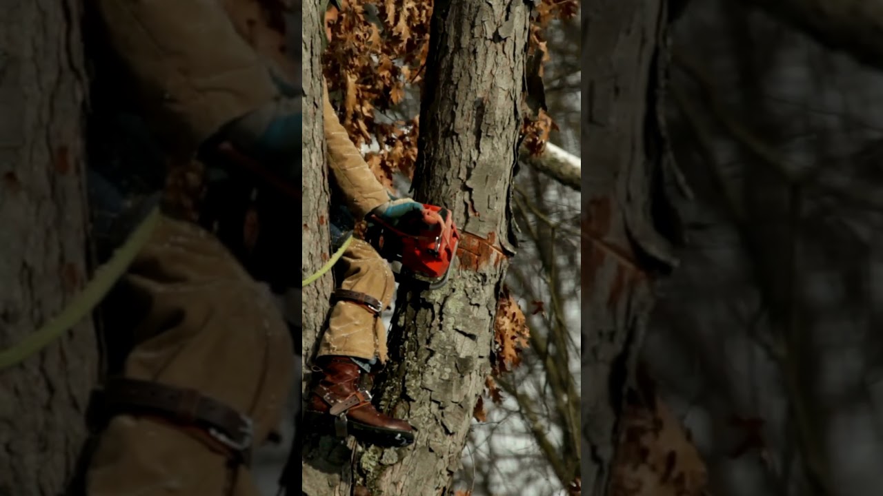Dramatic Tree Falling: Mastering Chainsaw Precision