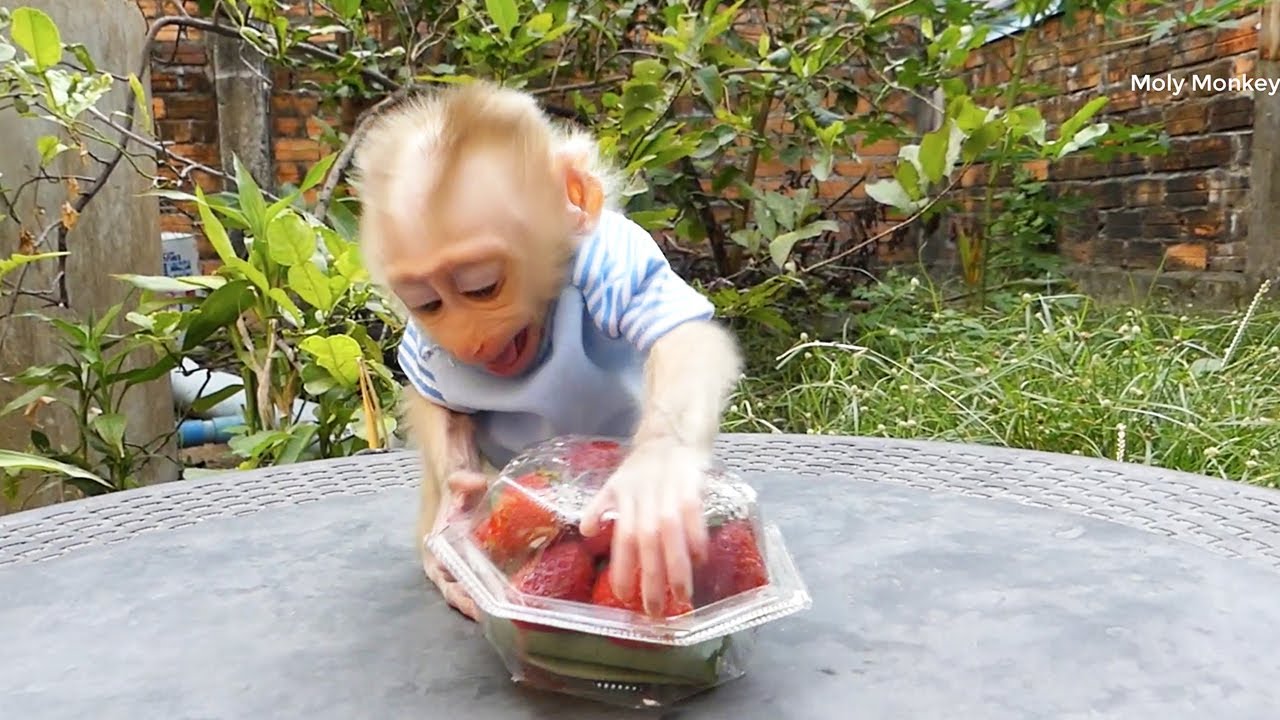 Moly Crying Angry Cannot Unbox Strawberry | Moly Run To Call Mom Help