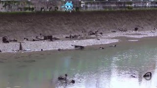 Chômage du canal Saint-Martin : une pêche 