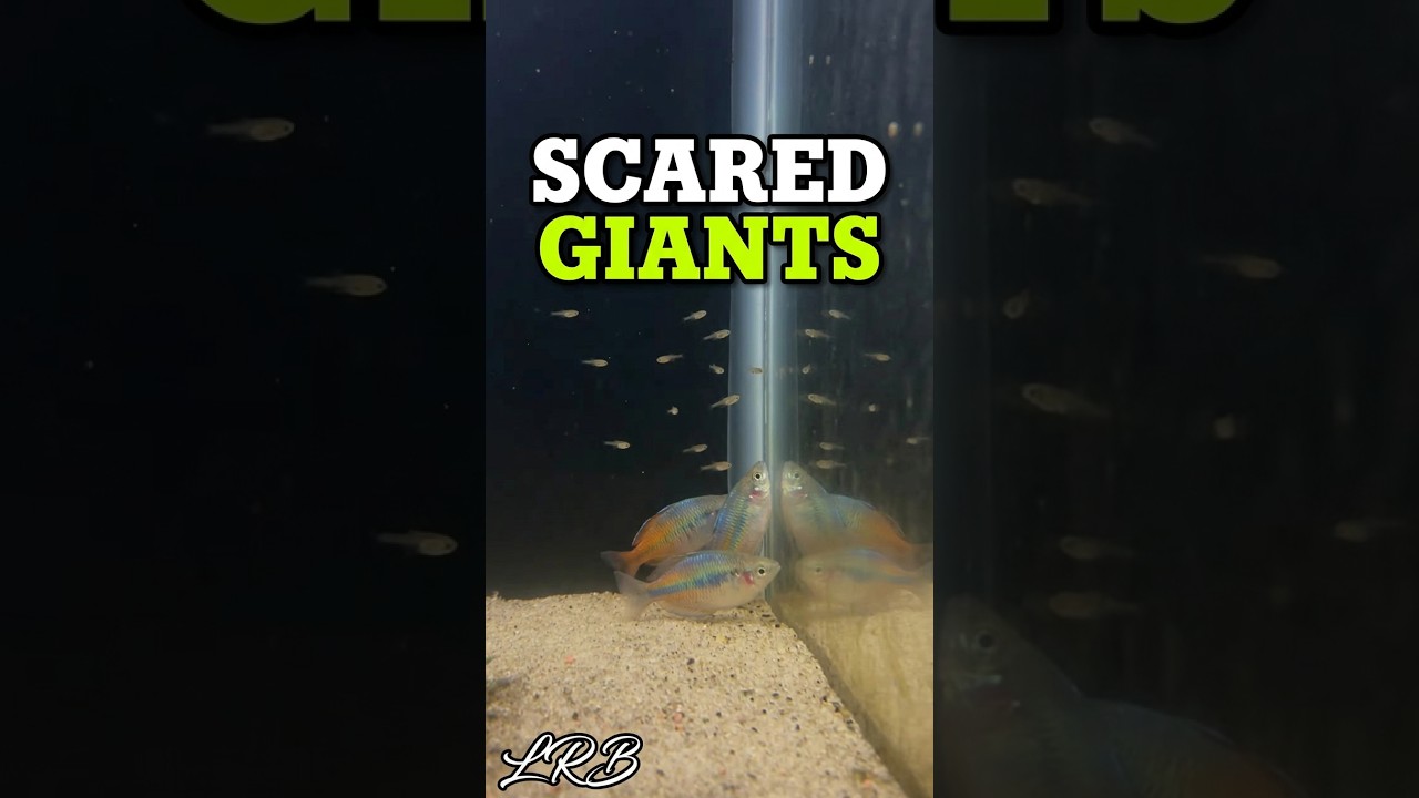 Big Fish SCARED of Little Fish #aquarium #fishkeepinghobby #fishtank #fish #lrb