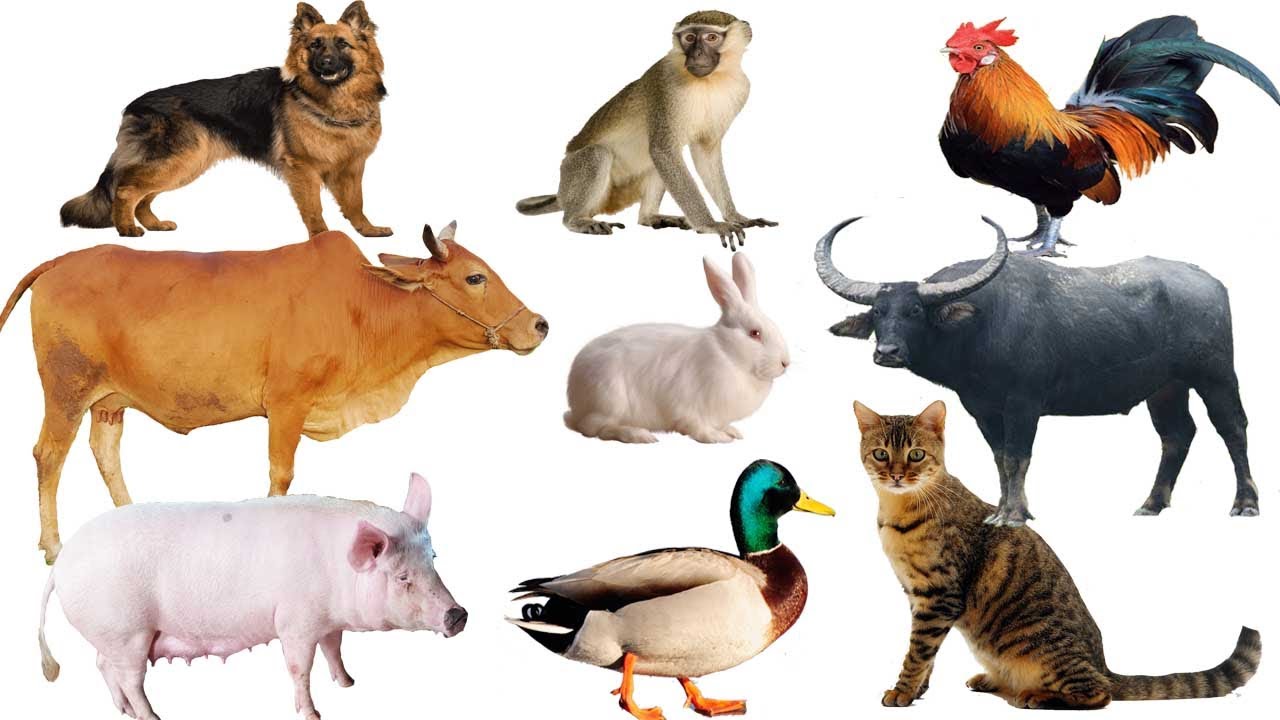 con trâu - con bò - con chó - con gà - con vịt - con cá - con khỉ - con gì đây -  nhận biết con vật